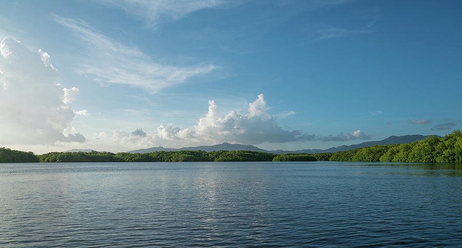 Caroni Swamp, Trinidad Photograph by Michael Lustbader