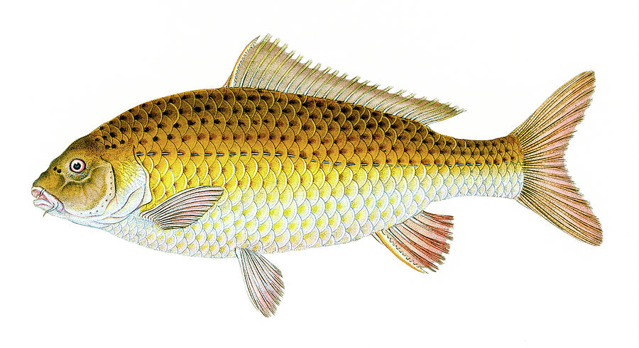 Carp  Drawing by David Letts