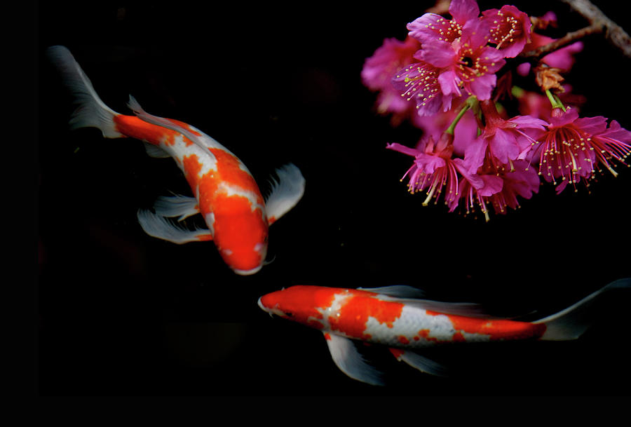 Carp Fish Sakura Flower Photograph by Hung Chei