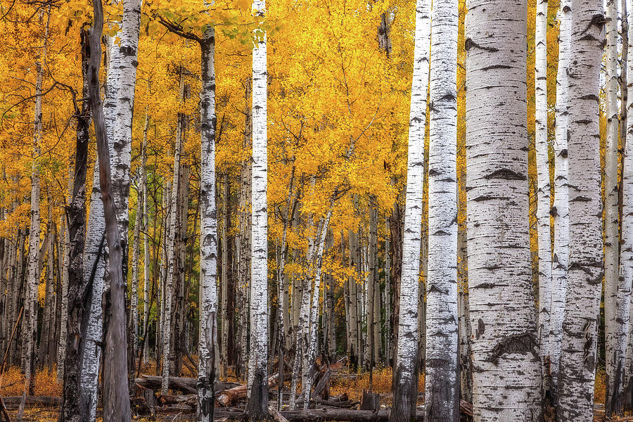 Carpe Diem - 2894 by Rick Furmanek Carpe Diem - 2894 by Rick Furmanek