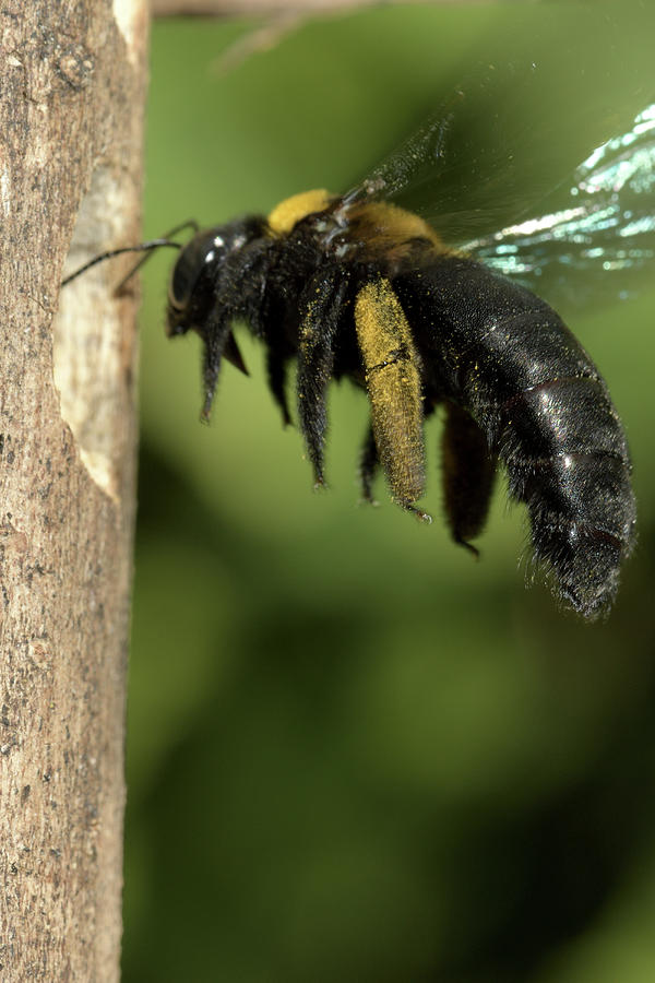 Carpenter Bee At Nest Hole, Malaysia Photograph by W.k. Fletcher