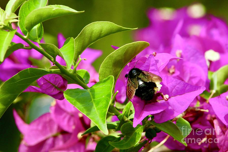 Carpenter Bee Photograph by Craig Wood