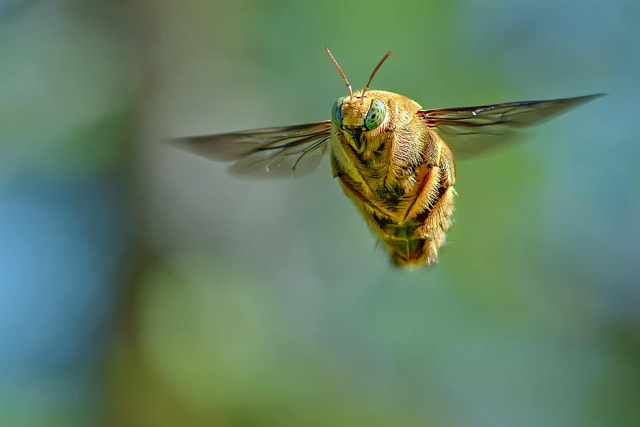 Carpenter Bee Fly Free Photograph by Imam Primahardy