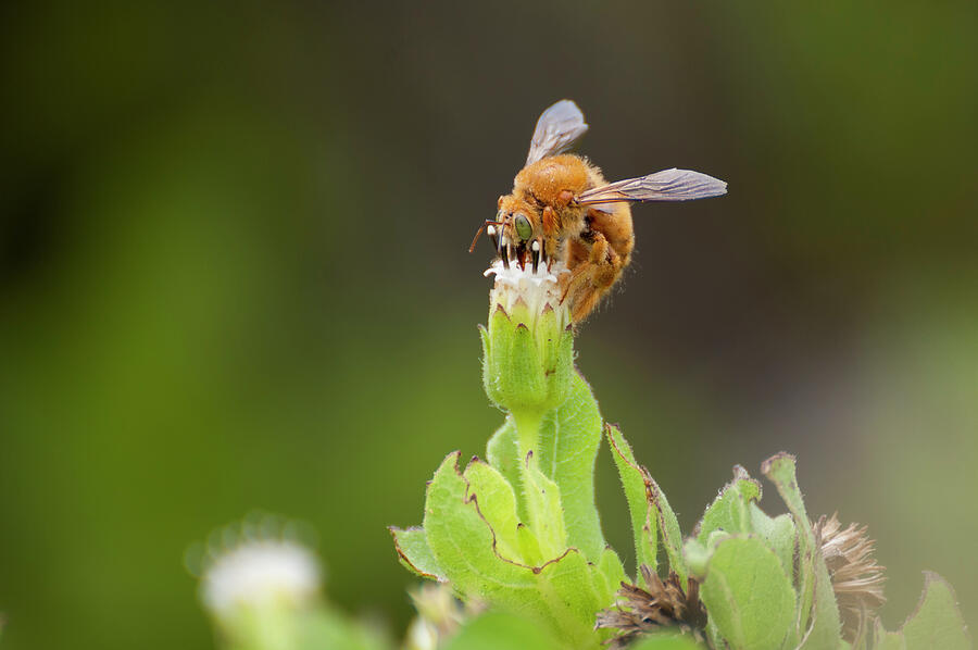 Carpenter Bee Male Feeding On Scalesia Flower, Itabaca Photograph by ...