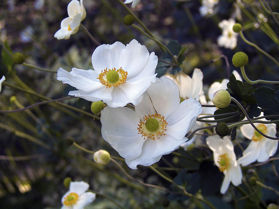 Carpenterica californica by Toni Leland Carpenterica californica by Toni Leland