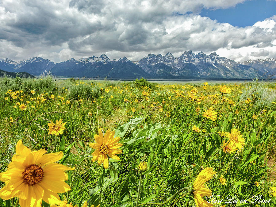 Carpet of Gold by Teri Lee Carpet of Gold by Teri Lee