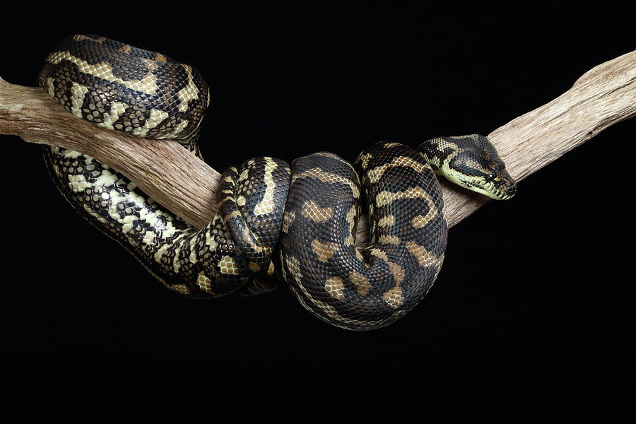 Carpet Python Photograph by David Kenny - Fine Art America