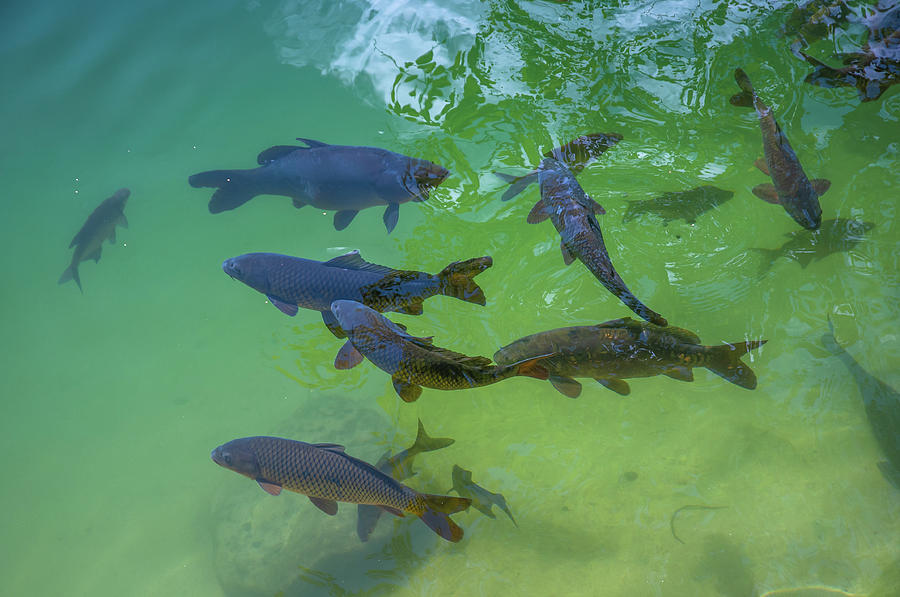 Carps in Emerald Water 1 Photograph by Jenny Rainbow