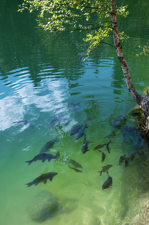 Carps in Emerald Water Photograph by Jenny Rainbow