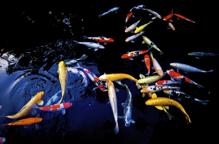 Standing Water Photograph - Carps by Kumiko Goto Standing Water Photograph - Carps by Kumiko Goto