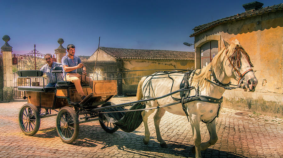 Carriage and horse Photograph by Micah Offman