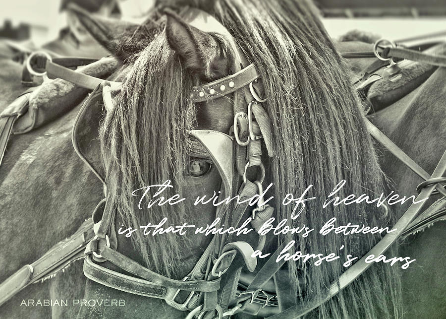 CARRIAGE HORSE quote Photograph by JAMART Photography