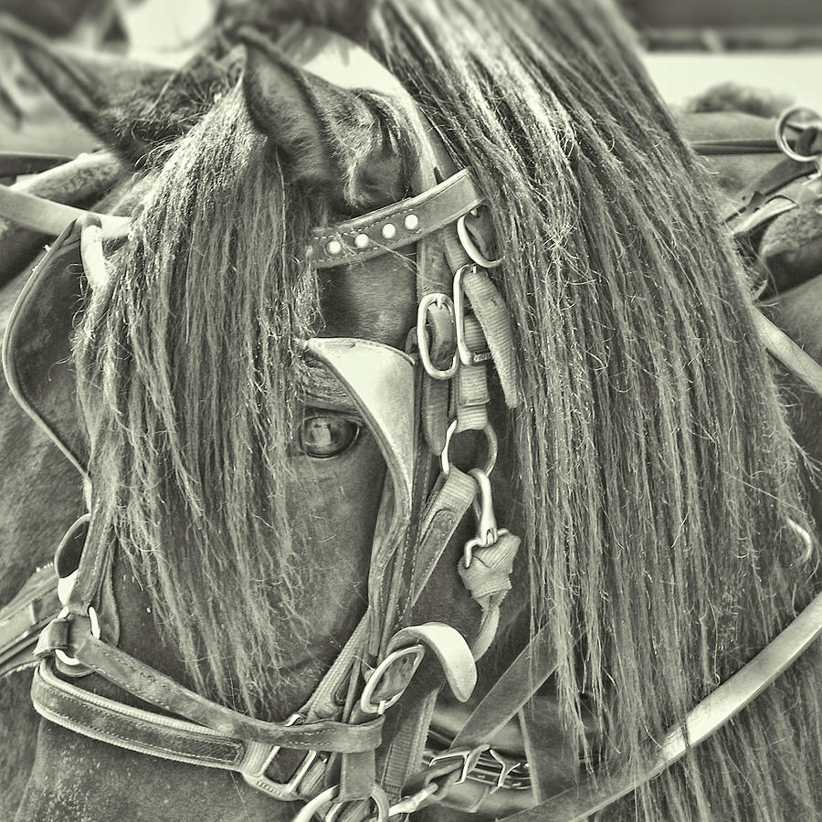 Carriage Horse Ride Photograph by Dressage Design