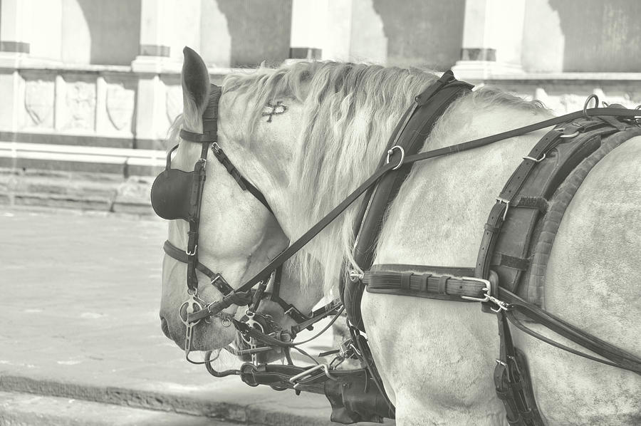 Carriage Pair Photograph by Dressage Design