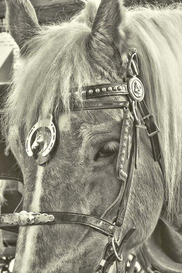 Carriage Pony Photograph by JAMART Photography