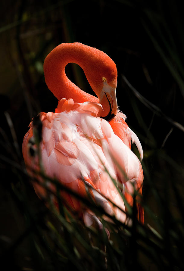 Carribbean Flamingo Portrait Photograph by Jimkruger