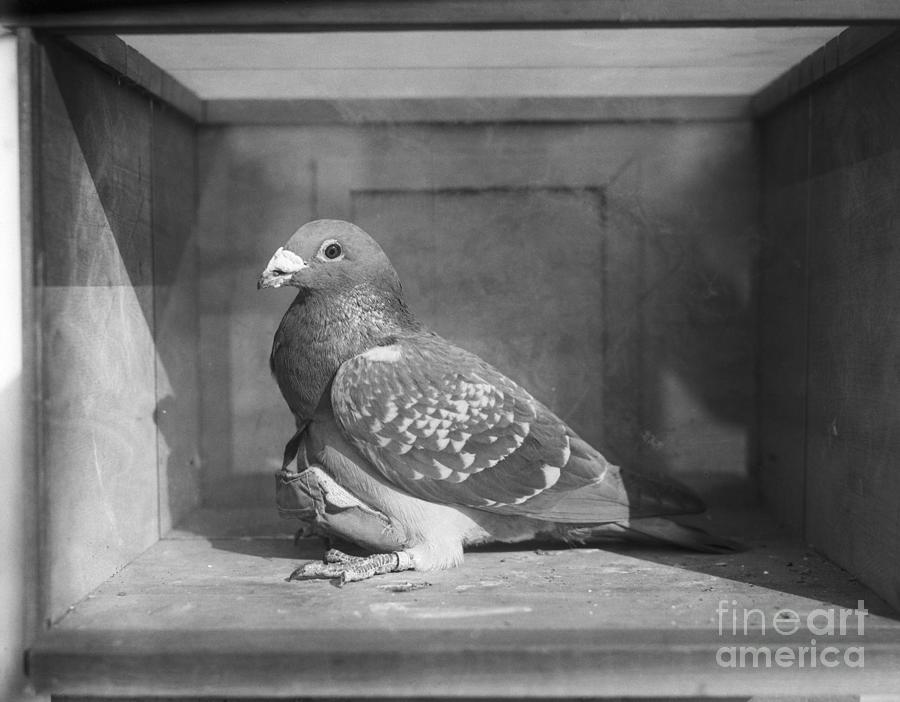 Carrier Pigeon Used In An Experiment Photograph by Bettmann