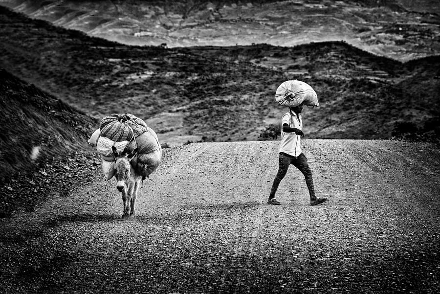 Donkey Photograph - Carriers by Giovanni Cavalli