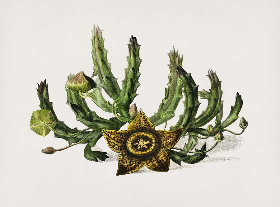 Carrion-flower  Stapelia Variegata  Illustrated By Charles Dessalines D Orbigny  1806-1876 Painting
