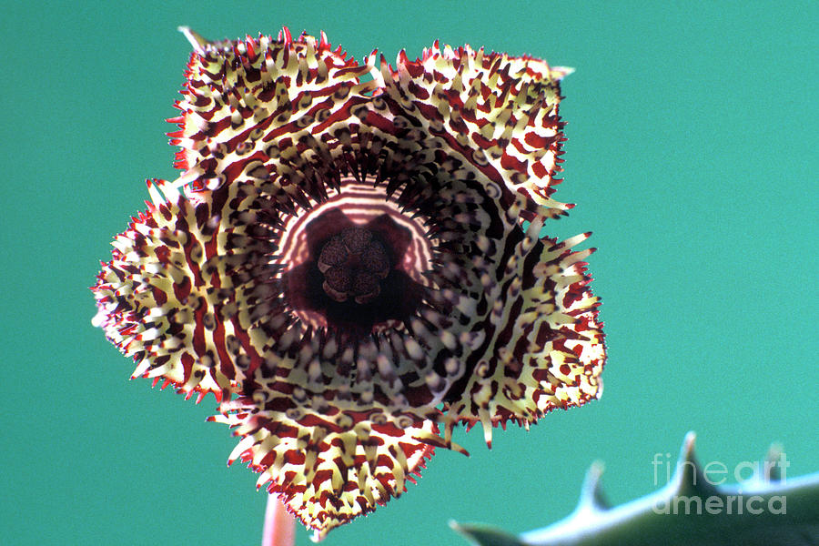 Carrion Flowers (stapelia Sp.) Photograph by Dr Keith Wheeler/science Photo Library