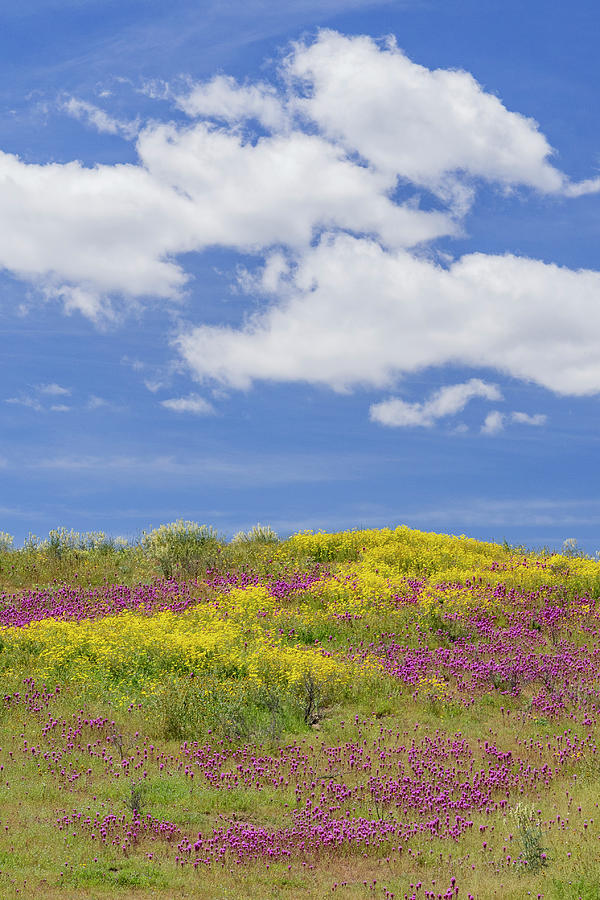 Carrizo Plain Super Bloom Photograph by Jeff Foott