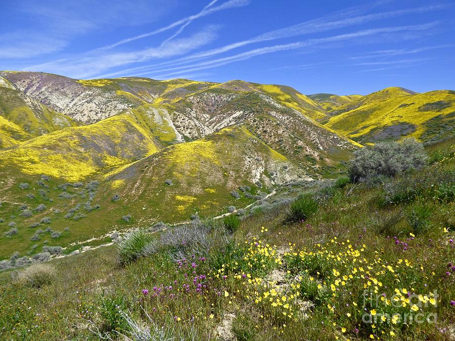 Carrizo Plain Super Bloom Wallace Trail Photograph by Amelia Racca