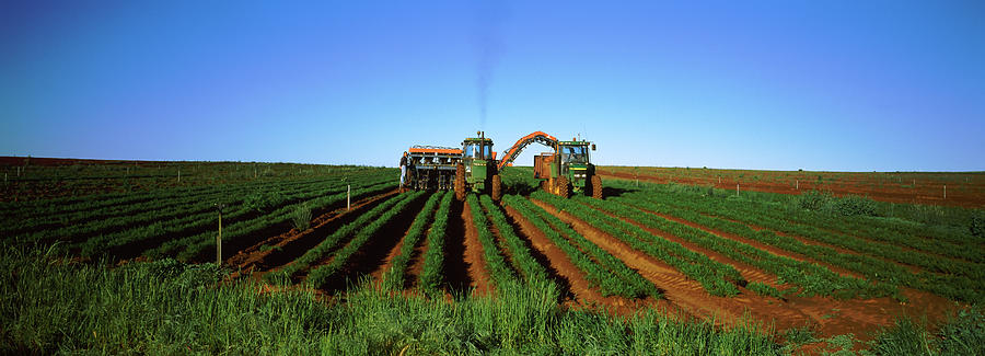 Carrot Harvest Australia Photograph by Panoramic Images