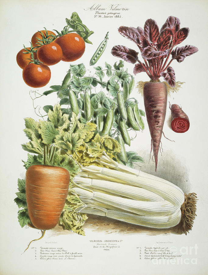 Carrots and tomatoes AKG566714 Mixed Media by E Godard - Fine Art America