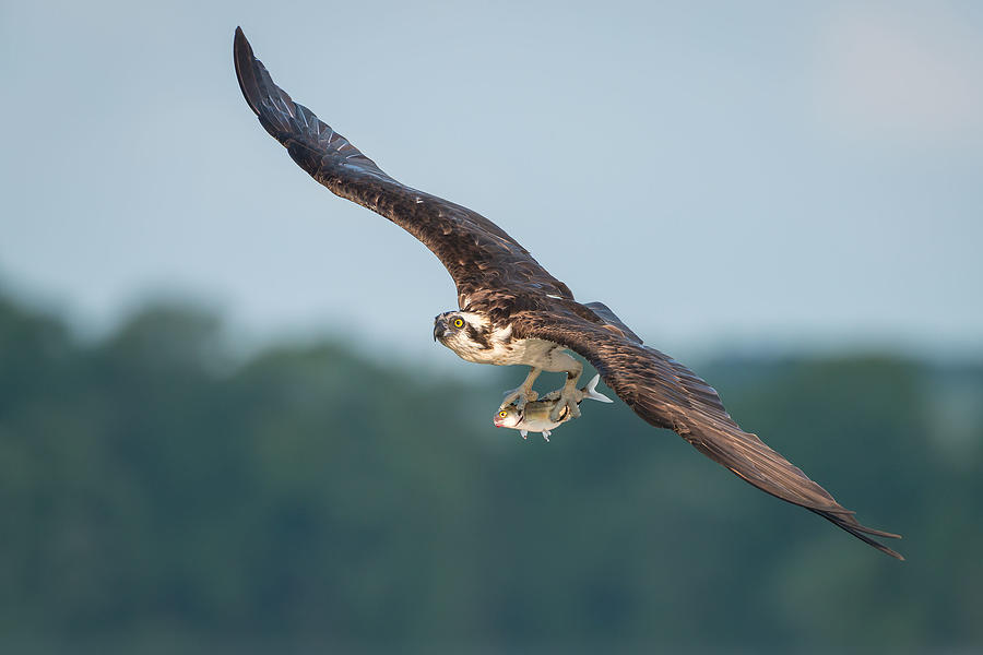 Osprey Photograph - Carry Out by Nick Kalathas