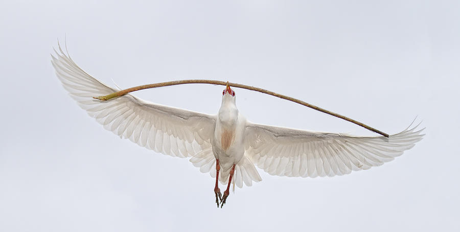 Egret Photograph - Carrying Big Stick by Alfred Forns