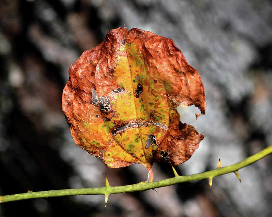 Carved Pumpkin Leaf at Gordons Pond Photograph by Bill Swartwout