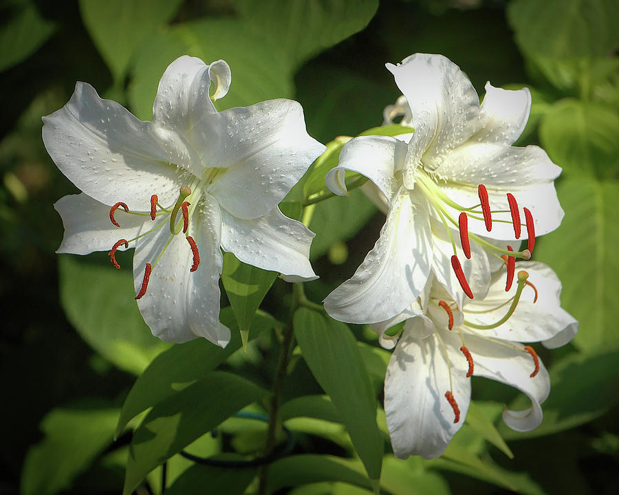 Casa Blanca Lilies Photograph by Dennis Lundell