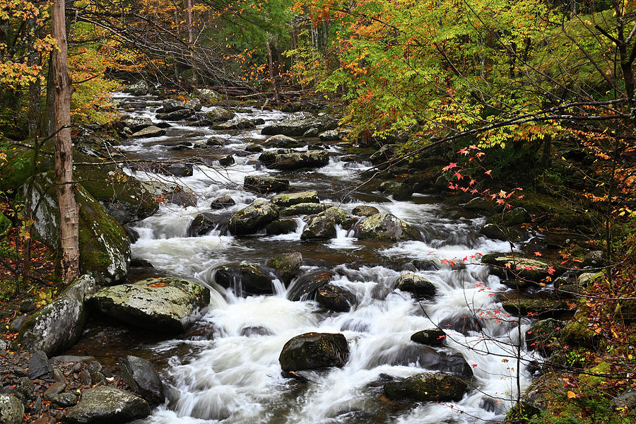 Cascades in Litttle Pigeon River in the Autumn Photograph by Darrell Young