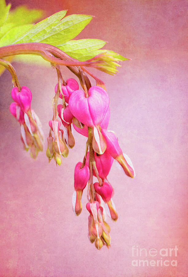 Cascading Bleeding Hearts by Anita Pollak Cascading Bleeding Hearts by Anita Pollak