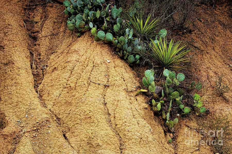 Cascading Cactus Photograph by Joan Bertucci