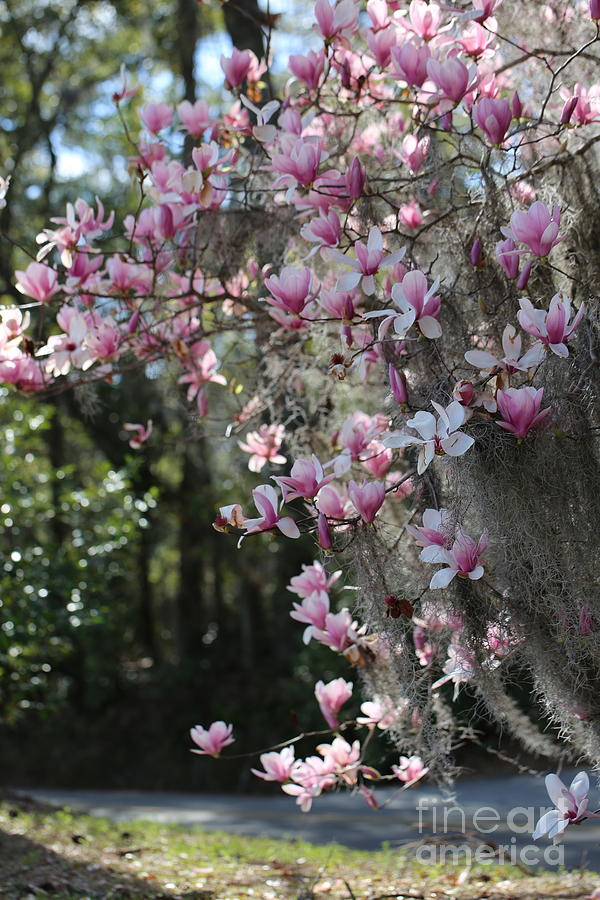 Cascading Pink Magnolias with Spanish Moss Photograph by Carol Groenen