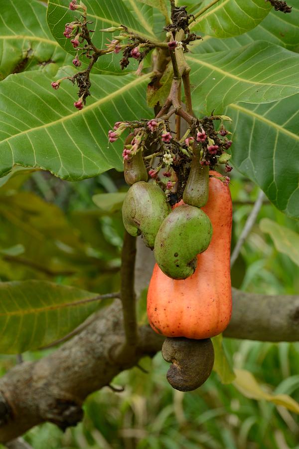Cashew Apple and nuts Photograph by Bradford Martin