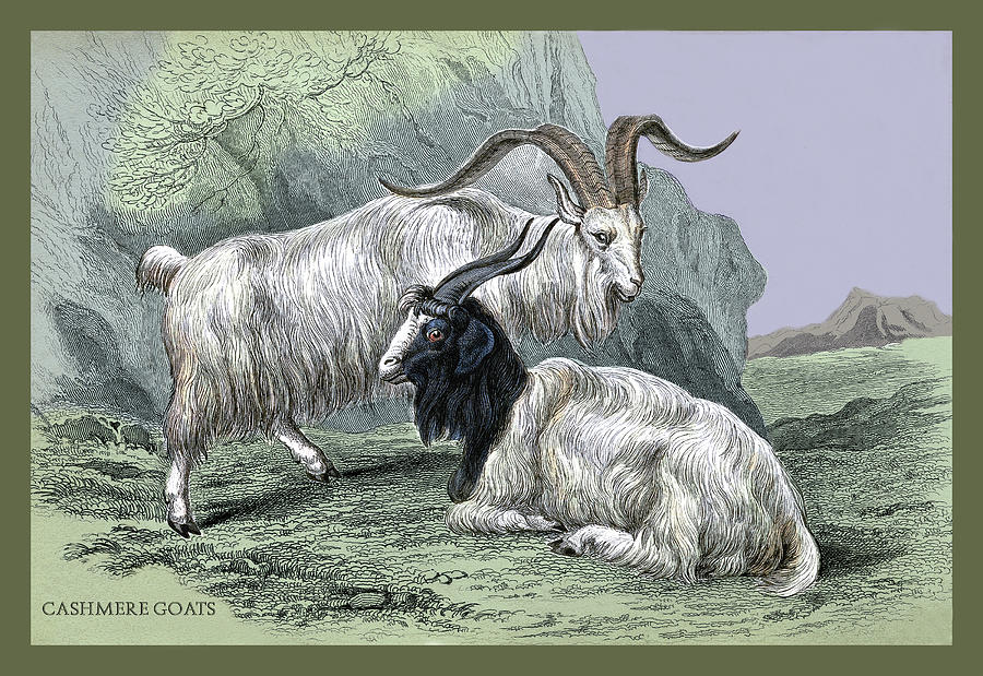 Cashmere Goats Painting by John Stewart - Fine Art America
