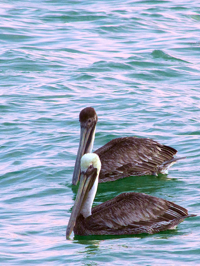 Caspersen Beach Brown Pelicans 000 Photograph by Christopher Mercer