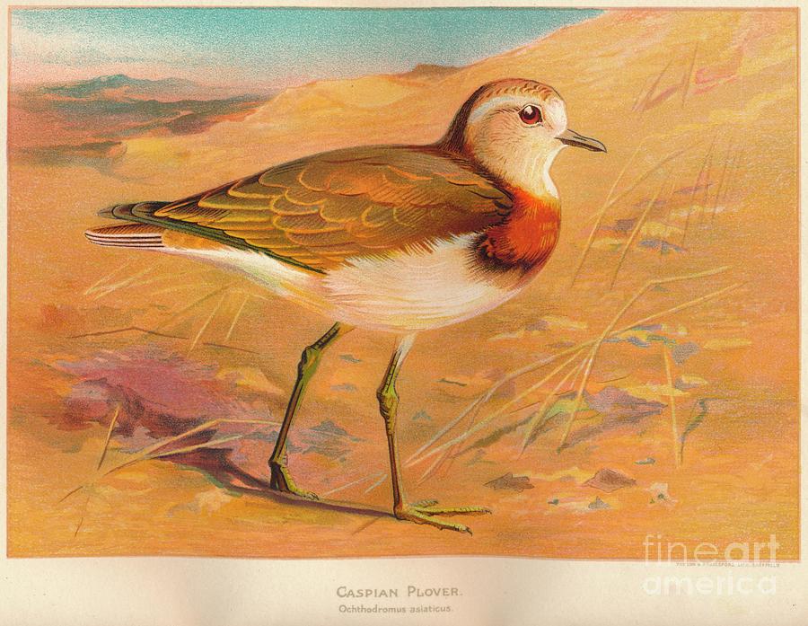 Caspian Plover Ochthodromus Asiaticus Drawing by Print Collector
