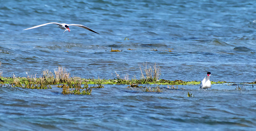 Caspian Tern showing fish Photograph by Timothy Anable