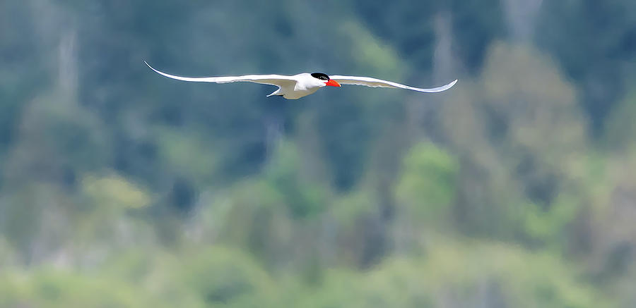 Caspian Tern soaring Photograph by Timothy Anable