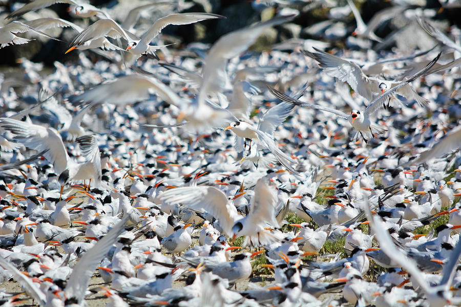 Caspian Terns by Kyle Hanson Caspian Terns by Kyle Hanson