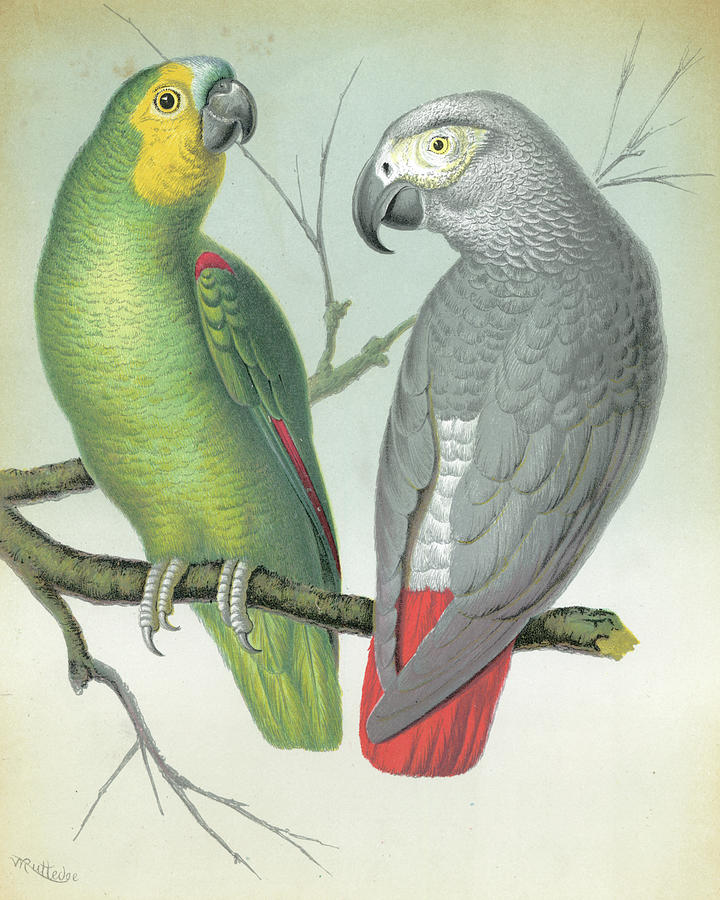 Parrot Painting - Cassells Parrots II by Cassell