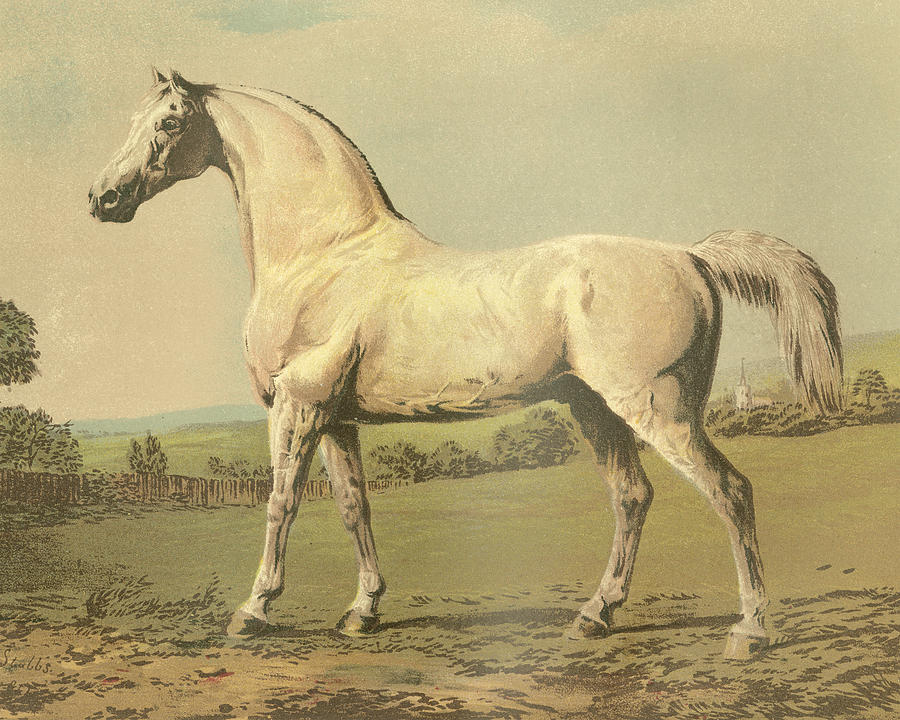 Cassells Thoroughbred II Painting by Cassell