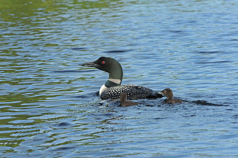 Cassels Lake,canada,chick,common Photograph by Jaynes Gallery - Fine ...