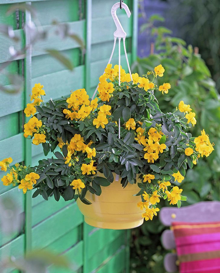 Cassia Corymbosa spice Bark In Yellow Hanging Basket Photograph by Friedrich Strauss