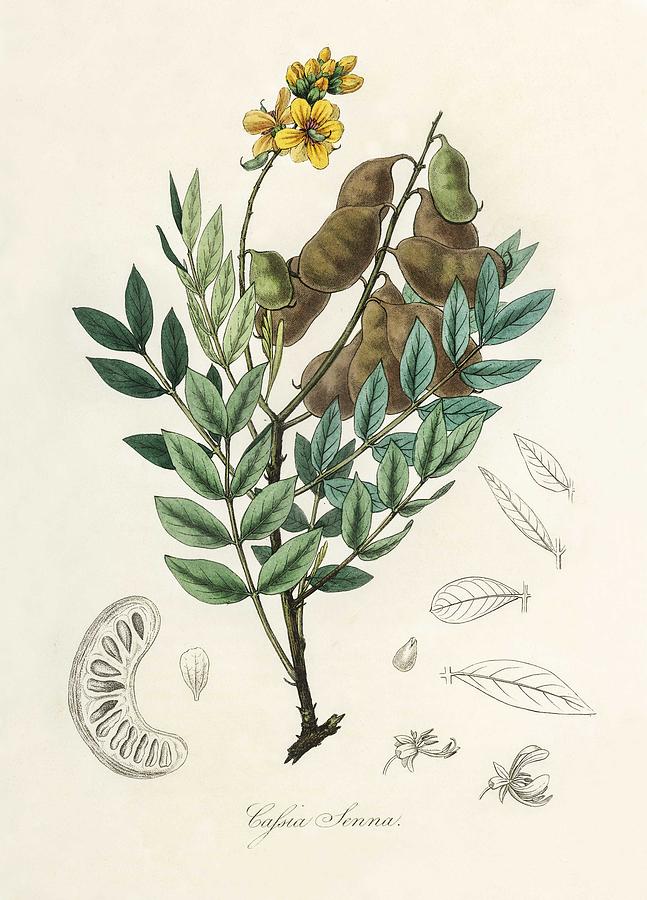 Cassia Senna Illustra0tion From Medical Botany 1836 By John Stephenson And James Morss Churchill. Painting