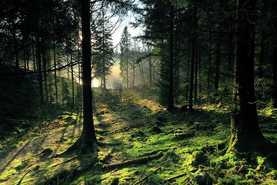 Casting Giant Shadows In Loch Ard Forest Photograph By Simon Swales