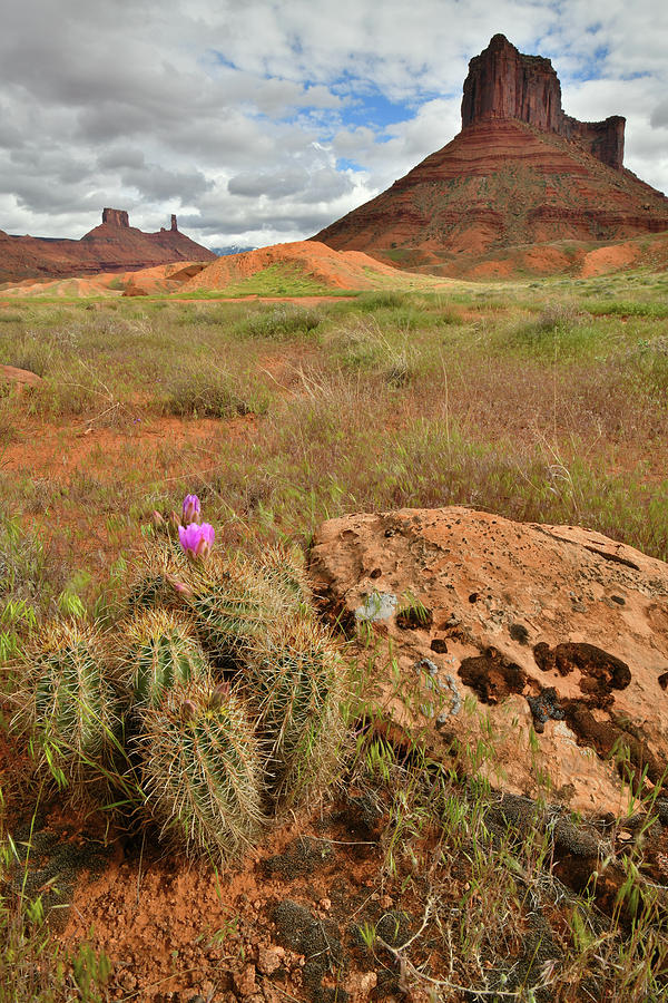 Castle Valley Cactus Photograph by Ray Mathis